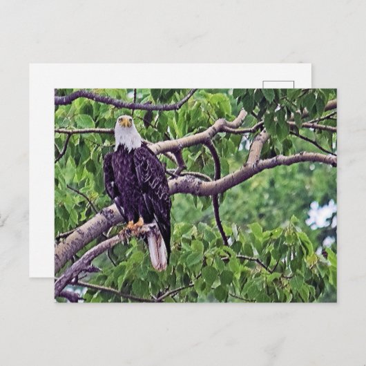 Schilderen van een Bald Eagle Briefkaart (Voorkant / Achterkant)