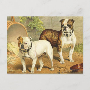schilderen van Engelse Bulldogs Briefkaart