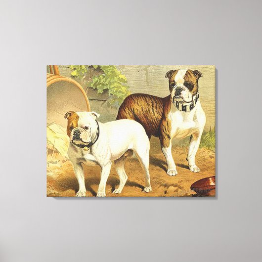 schilderen van Engelse Bulldogs Canvas Afdruk (Voorkant)