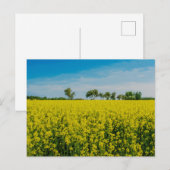 Schilderen van het gele bloementveld briefkaart (Voorkant / Achterkant)