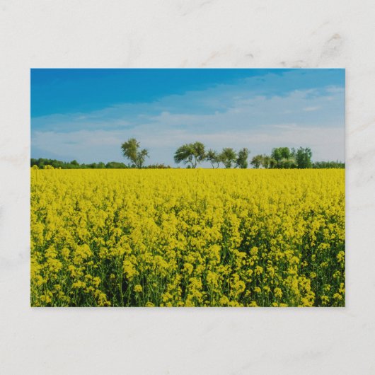 Schilderen van het gele bloementveld briefkaart (Voorkant)