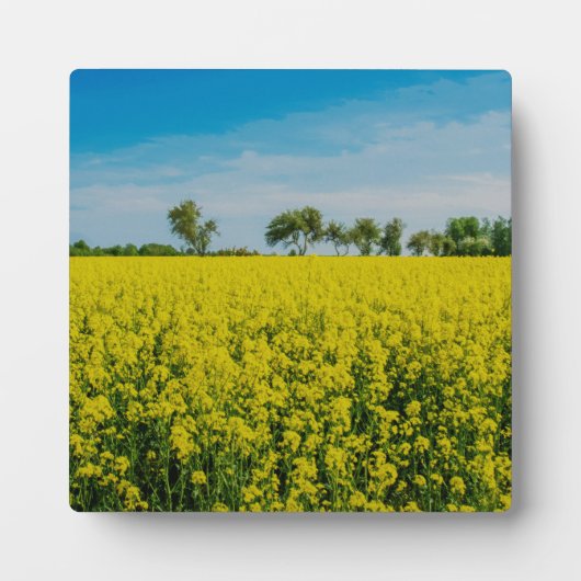 Schilderen van het gele bloementveld fotoplaat (Voorkant)