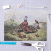  schilderen van kwartelvogels door Fitzwilliam Tai Tissuepapier (Craft)