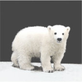 Schilderen van poolBeren - Oorspronkelijke wildern Sticker (Voorkant)