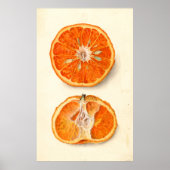  schilderen van tangerines poster (Voorkant)