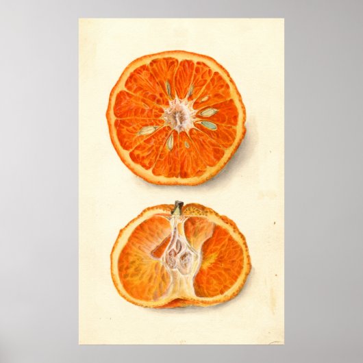  schilderen van tangerines poster (Voorkant)