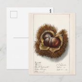 Schilderen van Waterverf op basis van kastanjekaas Briefkaart (Voorkant / Achterkant)