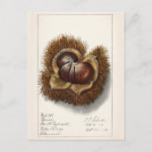 Schilderen van Waterverf op basis van kastanjekaas Briefkaart (Voorkant)