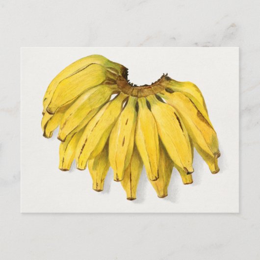  schilderen van Waterverf van bananen Briefkaart (Voorkant)