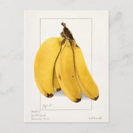 Schilderen van Waterverf van bananen (Musa) Briefkaart
