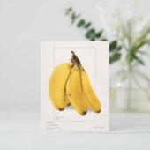Schilderen van Waterverf van bananen (Musa) Briefkaart (Staand voorkant)