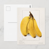 Schilderen van Waterverf van bananen (Musa) Briefkaart (Voorkant / Achterkant)
