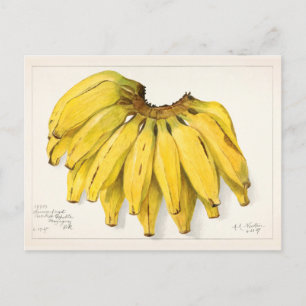 Schilderen van Waterverf van bananen (Musa) Briefkaart