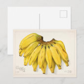 Schilderen van Waterverf van bananen (Musa) Briefkaart (Voorkant / Achterkant)