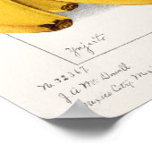 Schilderen van Waterverf van bananen (Musa) Poster (Hoek)