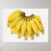 schilderen van Waterverf van bananen Poster (Voorkant)