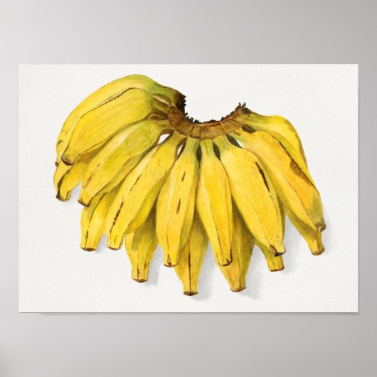  schilderen van Waterverf van bananen Poster (Voorkant)