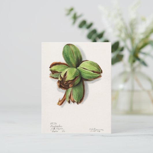 Schilderen van Waterverf van hikels (Carya) Briefkaart (Staand voorkant)