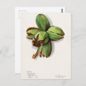 Schilderen van Waterverf van hikels (Carya) Briefkaart (Voorkant / Achterkant)