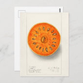 Schilderen van Waterverven van groenten en fruit ( Briefkaart (Voorkant / Achterkant)