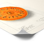 Schilderen van Waterverven van groenten en fruit ( Poster (Hoek)