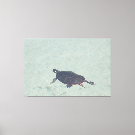 Schilderij Schildpad Canvas Print (Voorkant)