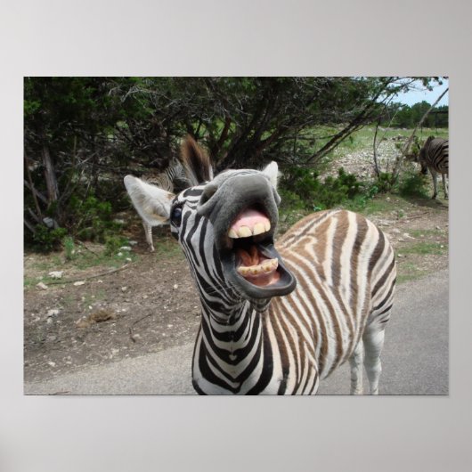 schilderij van de gelukkige zebra poster (Voorkant)