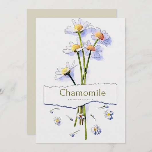 schilderij van de  waterverf Chamomile Kaart (Voorkant / Achterkant)