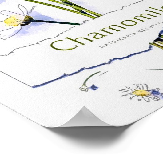 schilderij van de  waterverf Chamomile Poster (Hoek)