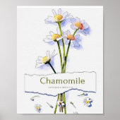 schilderij van de  waterverf Chamomile Poster (Voorkant)