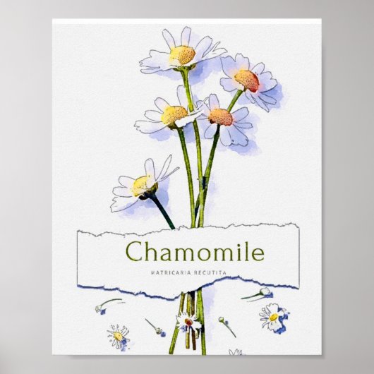 schilderij van de  waterverf Chamomile Poster (Voorkant)