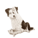 schilderij van een hond van een schattige colliaan horloge<br><div class="desc">Deze schattige kleine zwarte en witte grenzenpuppy zwaait "hallo" of is hij een beetje verlegen en verbergt zich achter zijn poot? Hoe dan ook ziet deze kleine puppy er erg lief uit met zijn kleine blauwe teddybeer aan zijn poten. Ik denk dat deze lieve kleine sloppenpuppy die met klassieke zwarte...</div>