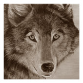 schilderij van grijze wolf poster (Voorkant)