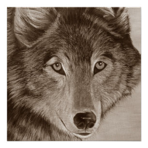 schilderij van grijze wolf poster