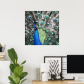 Schilderij van Peacock die zijn veren verspreidt Poster (Thuiskantoor)