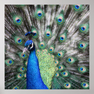 Schilderij van Peacock die zijn veren verspreidt Poster