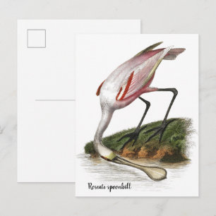 Schilderij van Rode Lepelaar Klein Briefkaart