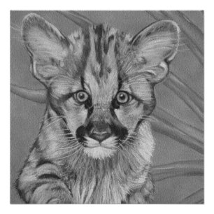 schilderij van schattig cougar kitten big cat wild poster