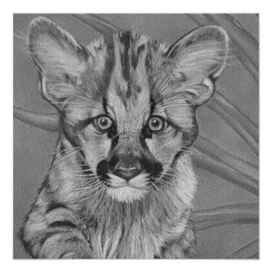 schilderij van schattig cougar kitten big cat wild poster (Voorkant)