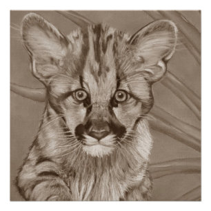 schilderij van schattig cougar kitten big cat wild poster