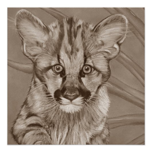 schilderij van schattig cougar kitten big cat wild poster (Voorkant)