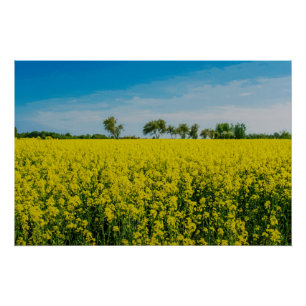 Schilderij van veld met gele bloemen perfect poster