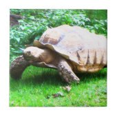 Schildi Tegeltje (Voorkant)