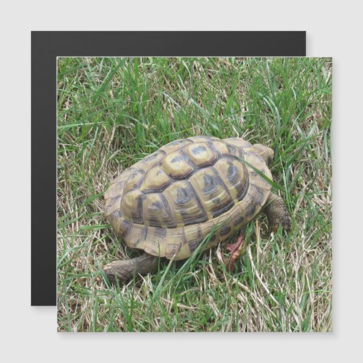 Schildkröte (Voorkant / Achterkant)