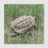 Schildkröte (Voorkant)