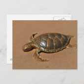 Schildkröte Briefkaart (Voorkant / Achterkant)