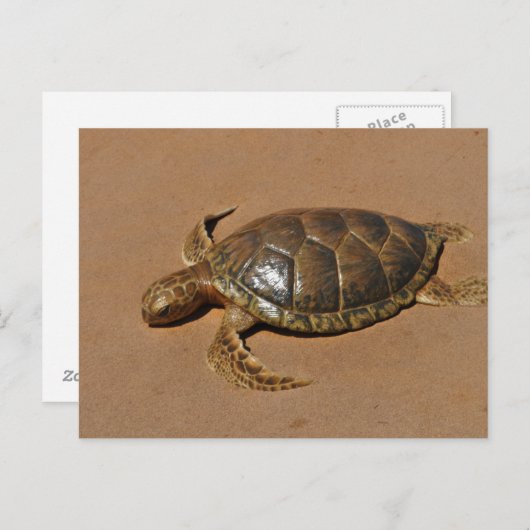 Schildkröte Briefkaart (Voorkant / Achterkant)