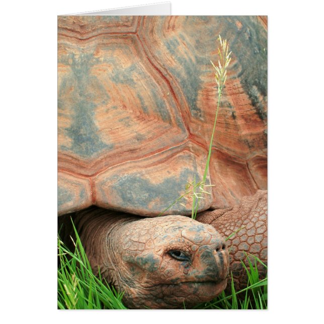 Schildpad (Voorkant)