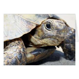 Schildpad