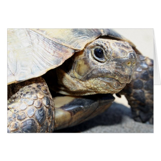 Schildpad (Voorkant Horizontaal)